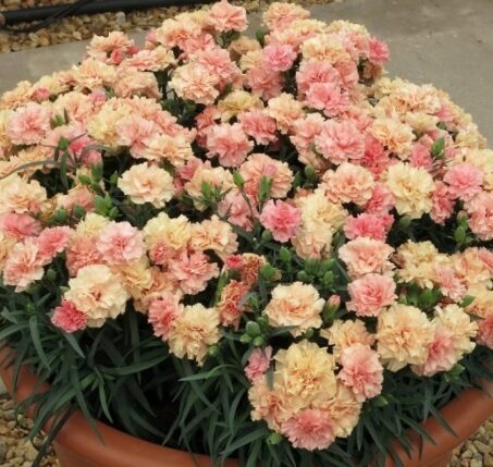 Neļķe 'Dinamic Apricot' (pieejams no jūnija)